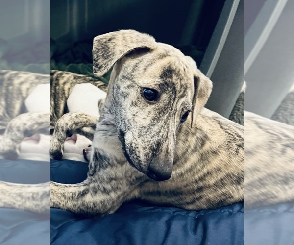 Medium Photo #7  Breeder Profile in SOUTH SIOUX CITY, NE, USA