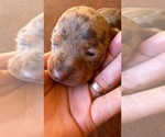 Small #1 Breeder Profile image