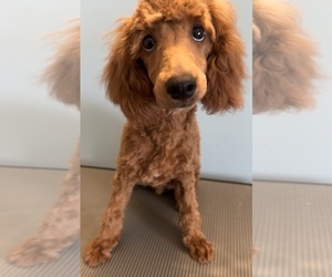 Poodle (Toy) Dog Breeder near BRONX, NY, USA