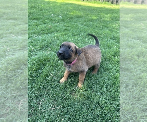 Medium Photo #7  Breeder Profile in ATHENS, AL, USA