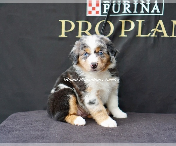 Medium Photo #1  Breeder Profile in KAMUELA, HI, USA