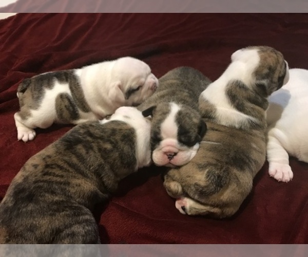Medium Photo #1  Breeder Profile in FLOWER MOUND, TX, USA
