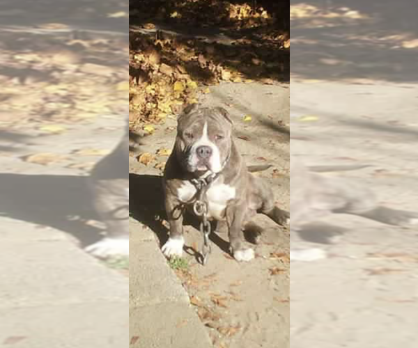 Medium Photo #1  Breeder Profile in PROVIDENCE, RI, USA