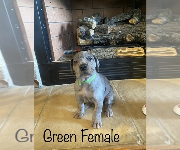 Medium Photo #1  Breeder Profile in BEAR POPLAR, NC, USA