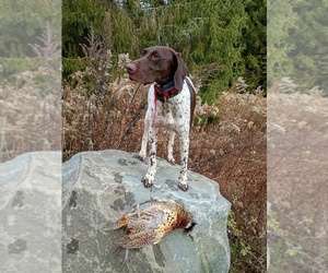 German Shorthaired Pointer Dog Breeder near LYONS, NY, USA