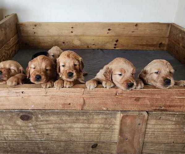 Medium Photo #1  Breeder Profile in CAMBRIDGE, IL, USA