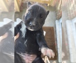 Small breeder photo