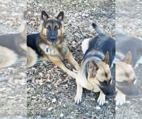 Medium Photo #1  Breeder Profile in WILLIAMSTOWN, KY, USA