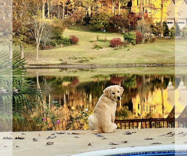 Medium Photo #40  Breeder Profile in SUWANEE, GA, USA