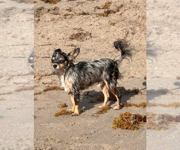 Medium Photo #37  Breeder Profile in HOMERVILLE, GA, USA