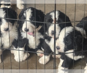 Bernedoodle Dog Breeder near LOWNDESBORO, AL, USA