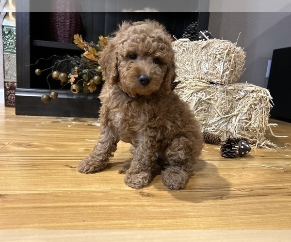 Medium Photo #10  Breeder Profile in HALTOM CITY, TX, USA