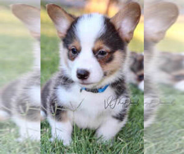 Medium Photo #3  Breeder Profile in OROVILLE, CA, USA