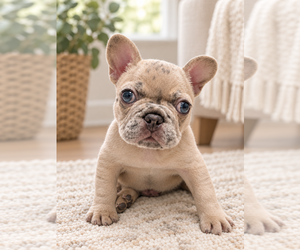 French Bulldog Dog Breeder near BENTONVILLE, AR, USA