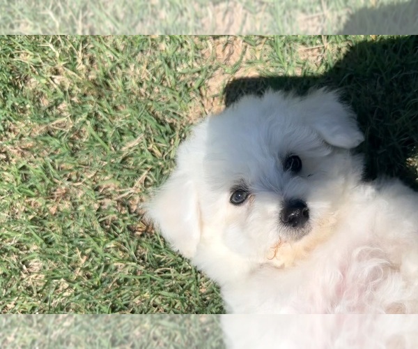 Medium Photo #4  Breeder Profile in PELZER, SC, USA