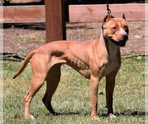 American Pit Bull Terrier Dog Breeder in SEATTLE,  USA