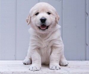 Golden Retriever Dog Breeder near MISHAWAKA, IN, USA