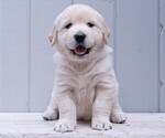 Small breeder photo