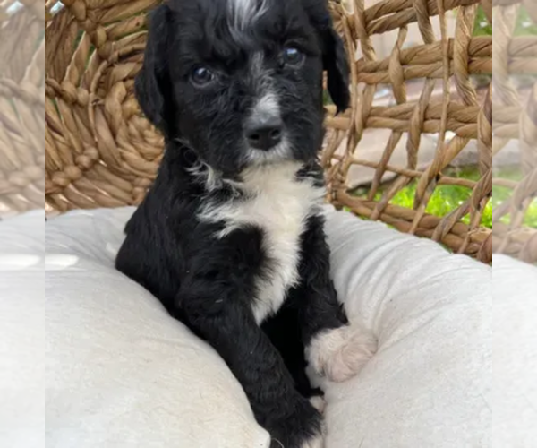 Medium Photo #2  Breeder Profile in GILBERT, AZ, USA