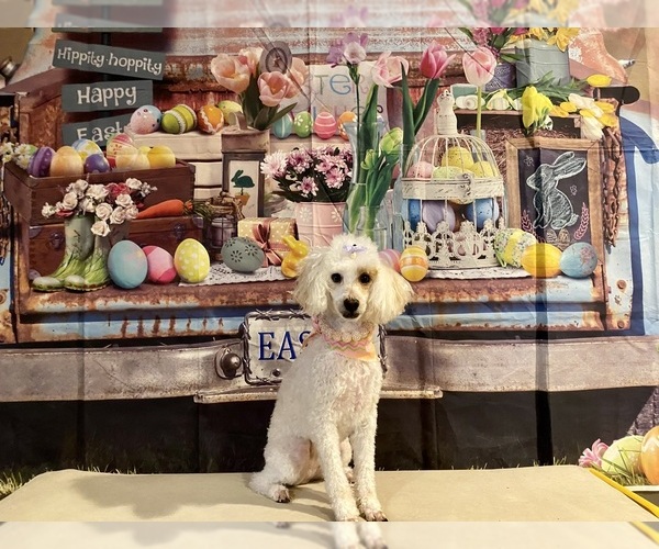 Medium Photo #3  Breeder Profile in ACWORTH, GA, USA