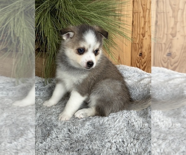 Medium Photo #43  Breeder Profile in STAPLES, MN, USA
