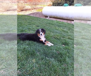 Bernese Mountain Dog-Cavalier King Charles Spaniel Mix Dog Breeder in NARVON,  USA