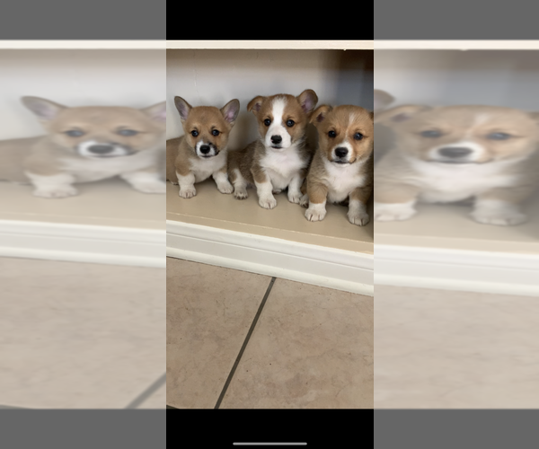 Medium Photo #51  Breeder Profile in MIDLOTHIAN, TX, USA