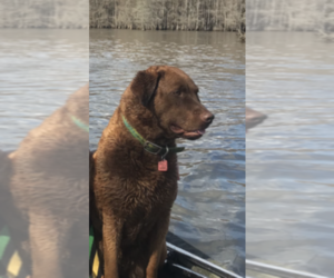 Chesapeake Bay Retriever Dog Breeder near COLUMBIA, SC, USA