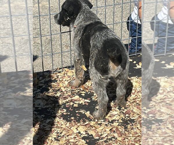 Medium Photo #7  Breeder Profile in BEDIAS, TX, USA
