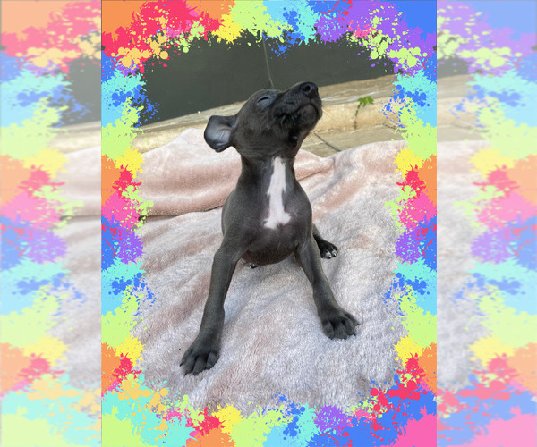 Medium Photo #2  Breeder Profile in FORT LAUDERDALE, FL, USA