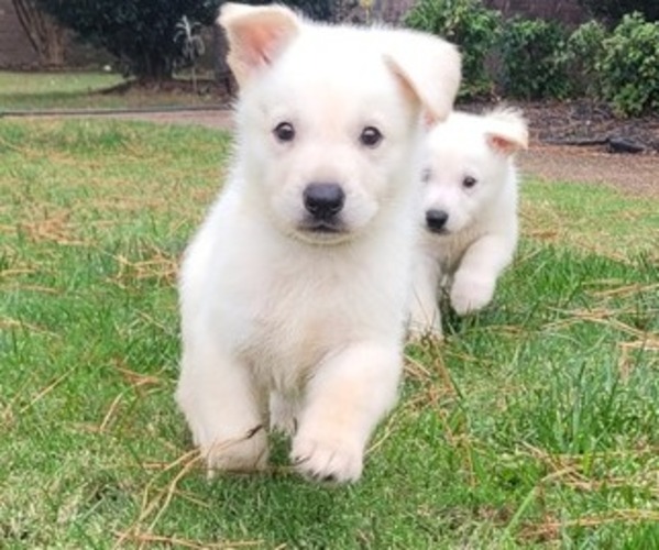 Medium Photo #1  Breeder Profile in BARTLETT, TN, USA