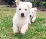Small breeder photo