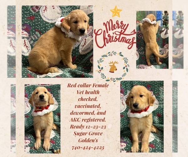 Medium Photo #1  Breeder Profile in TORONTO, OH, USA