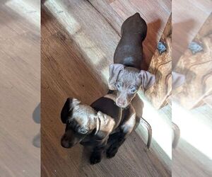 Dachshund Dog Breeder near GULFPORT, MS, USA