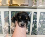Small #21 Breeder Profile image