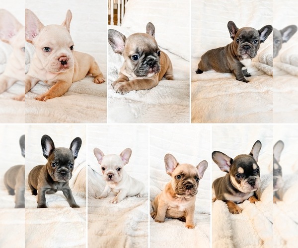 Medium Photo #1  Breeder Profile in RIO RANCHO, NM, USA