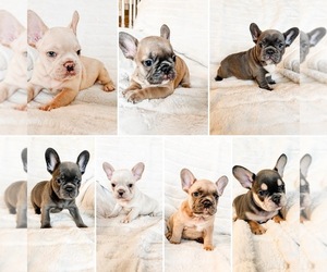 French Bulldog Dog Breeder near RIO RANCHO, NM, USA