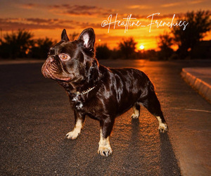 French Bulldog Dog Breeder near QUEEN CREEK, AZ, USA