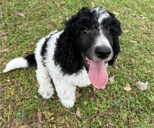 Medium Photo #3  Breeder Profile in BRANDON, FL, USA