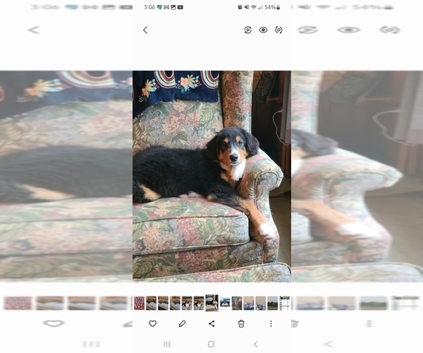 Medium Photo #5  Breeder Profile in NEW CASTLE, IN, USA