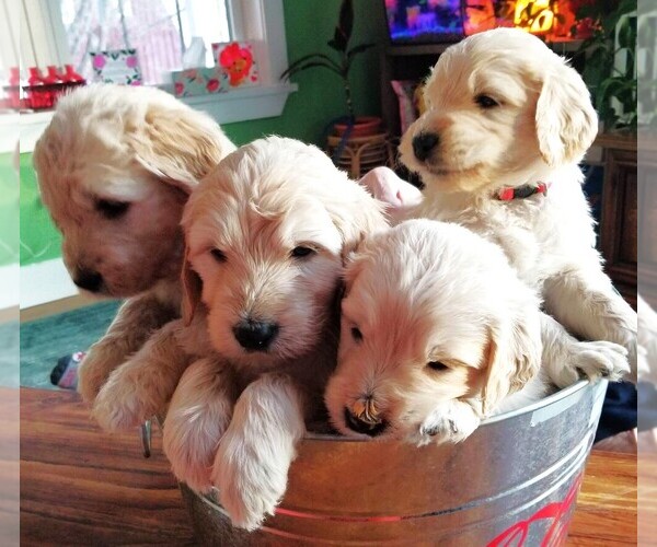 Medium Photo #1  Breeder Profile in GRANVILLE, NY, USA