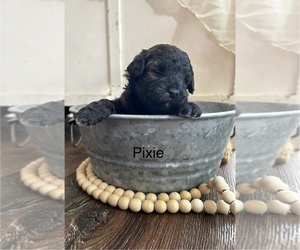 Poodle (Miniature)-Wee-Poo Mix Dog Breeder near ORCHARDS, WA, USA