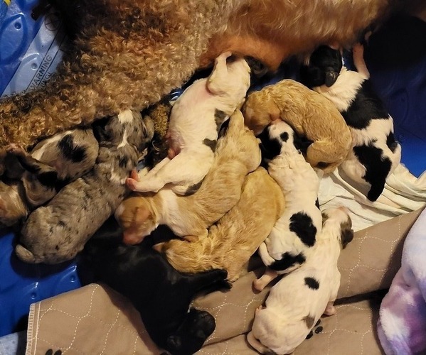 Medium Photo #26  Breeder Profile in PASCO, WA, USA