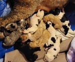 Small #25 Breeder Profile image