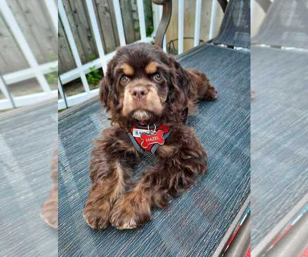 Medium Photo #28  Breeder Profile in Aylmer, Ontario, Canada