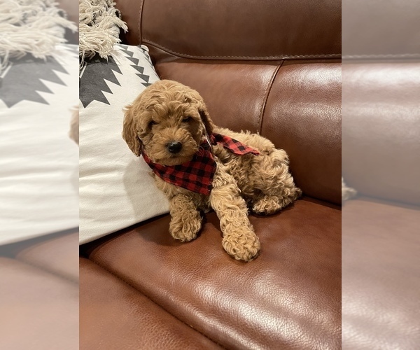 Medium Photo #1  Breeder Profile in SCIO, OR, USA
