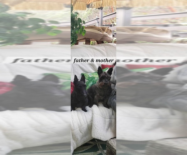 Medium Photo #1  Breeder Profile in GRANTS PASS, OR, USA
