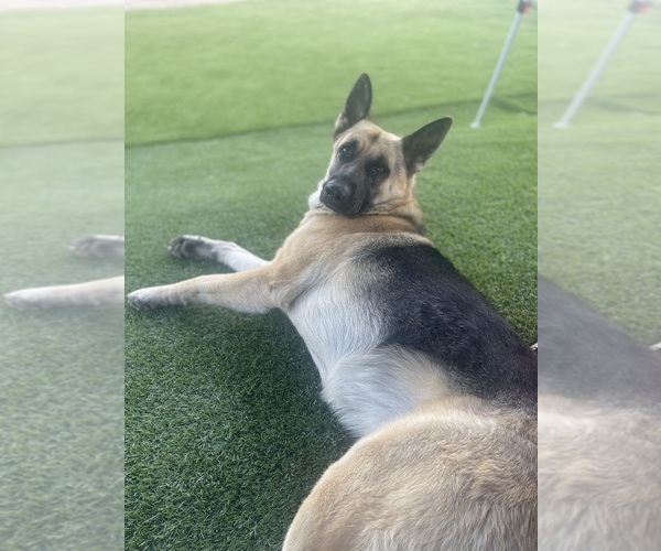 Medium Photo #2  Breeder Profile in OCEANSIDE, CA, USA