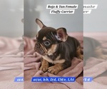 Small #12 Breeder Profile image