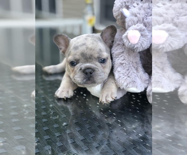 Medium Photo #5  Breeder Profile in PLEASANTVILLE, NY, USA